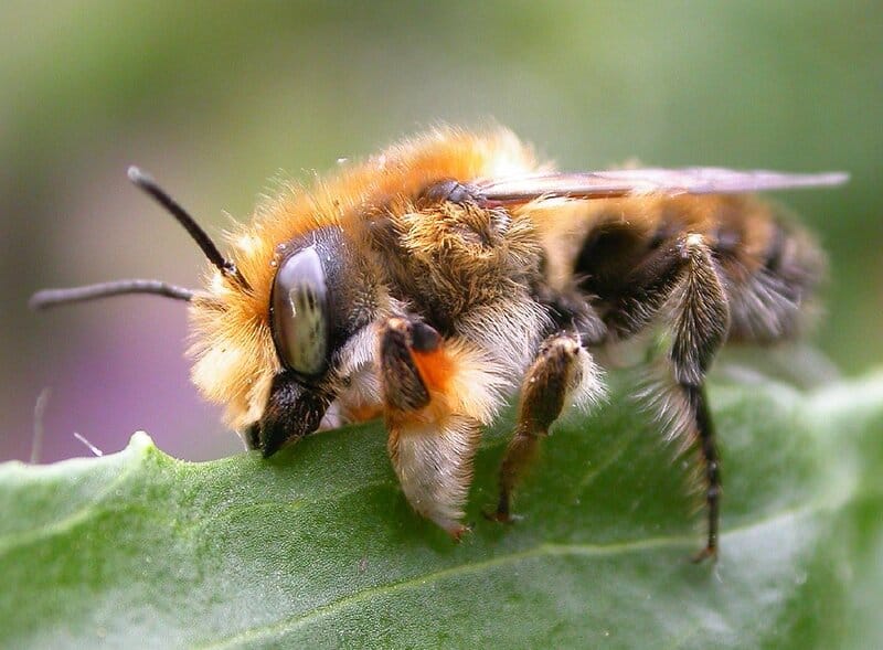 30 Animals Whose Building Skills Rival Human Engineers