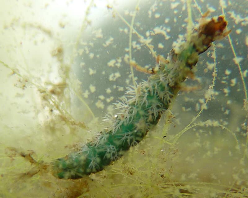 30 Animals Whose Building Skills Rival Human Engineers