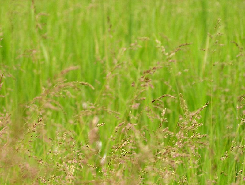 24 Plants Waging Chemical Wars You Never Knew Were Happening