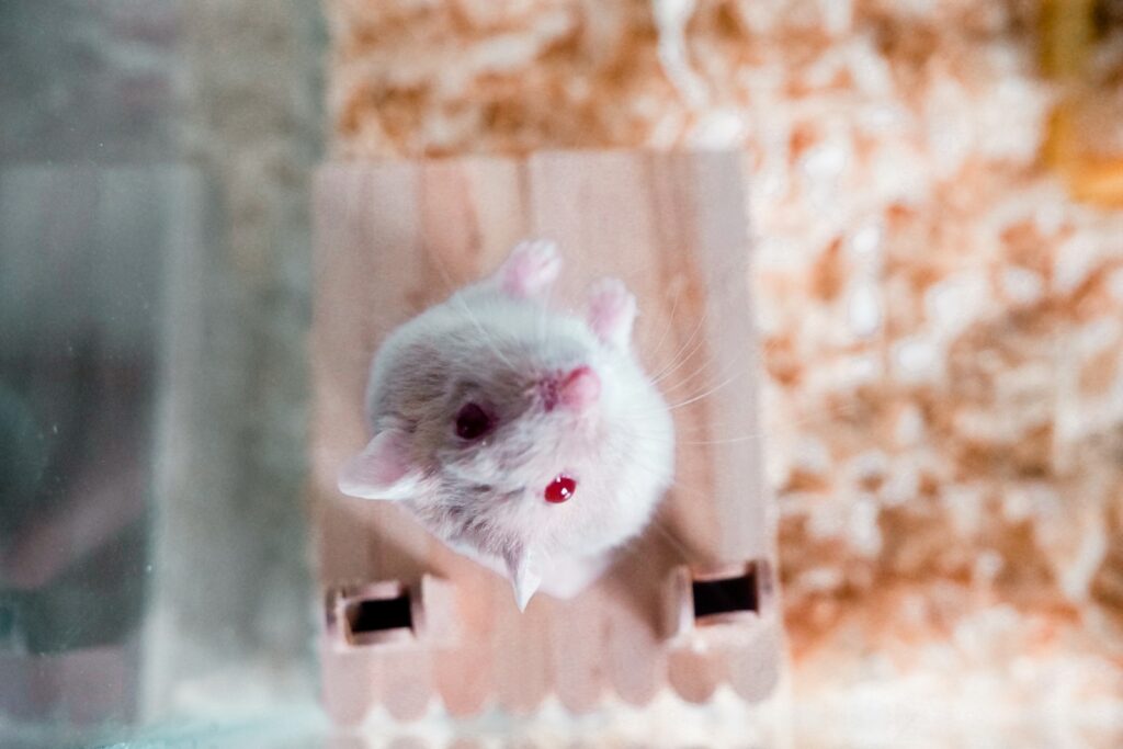 Do Mice Have Hearts of Gold? Studies Show They Can Be &#8220;Good Samaritans&#8221;