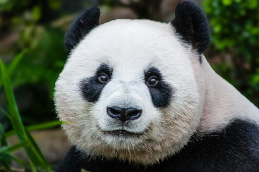 Giant Panda Stem Cells Could Save Endangered Species &#8211; Lab-Grown Conservation