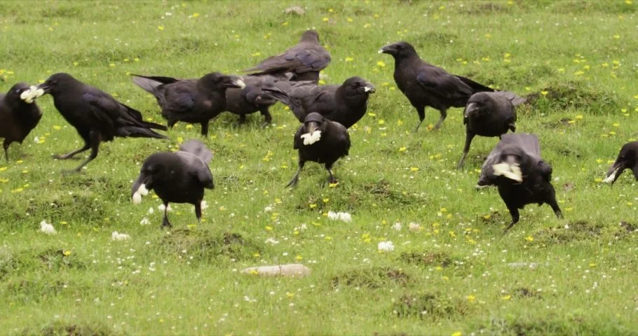 These Crows That Hold 25-Year Grudges and Pass Their Hatred Down Through Generations