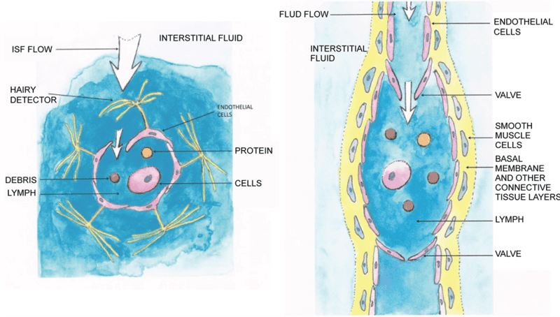 The Body Parts You Didn&#8217;t Know You Had (That Could Save Your Life)