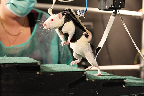 Mice&#8217;s Jaw-Dropping Instinct to Save Buddies from the Brink – Nature&#8217;s Paramedics?