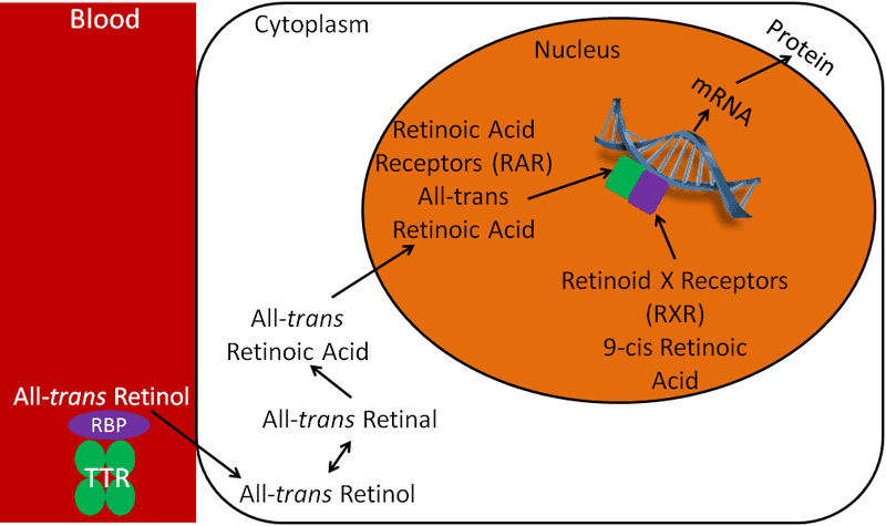 This One Vitamin Became the Secret Weapon in Wound Healing &#8211; Breakthrough Discovery