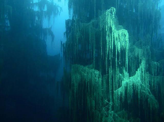 Marine Biologists Discover 60,000-Year-Old Underwater Forest Off Alabama Coast
