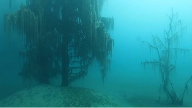 Marine Biologists Discover 60,000-Year-Old Underwater Forest Off Alabama Coast