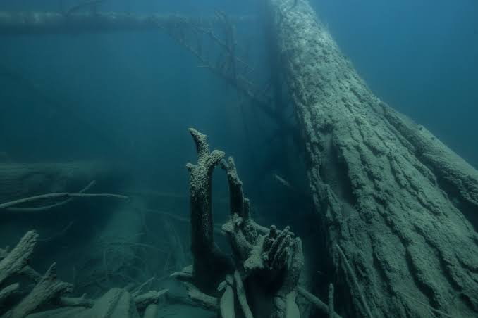 Marine Biologists Discover 60,000-Year-Old Underwater Forest Off Alabama Coast
