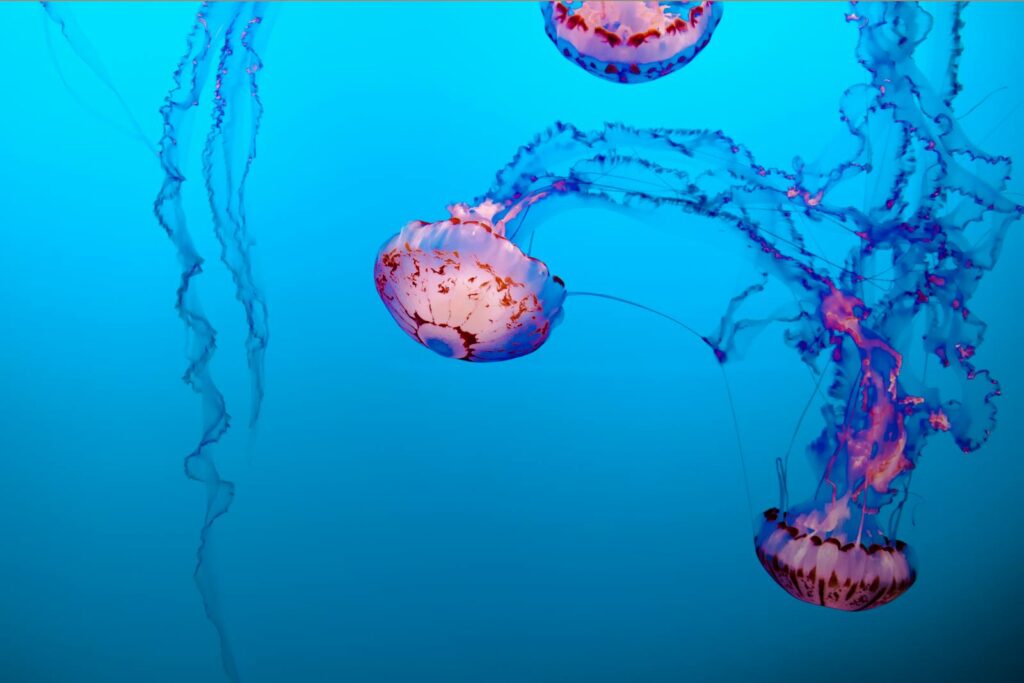 Scientists Discover Immortal Jellyfish That Reverses Aging Process