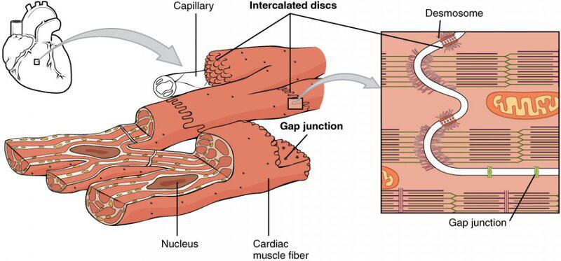How Long Do Human Cells Actually Live? Your Body Replaces Itself Constantly