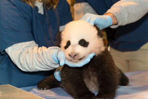 Giant Panda Stem Cells Could Save Endangered Species &#8211; Lab-Grown Conservation