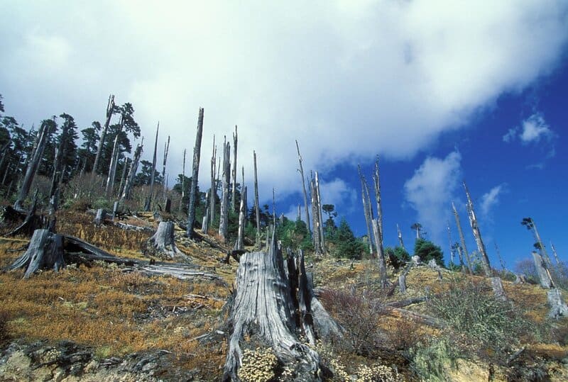 Forest Apocalypse: Why 2025&#8217;s Deforestation Crisis Threatens Human Civilization