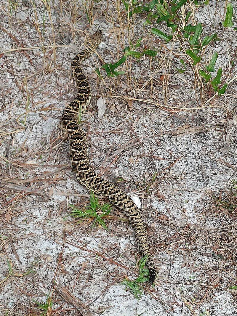 Don’t Touch These: 15 Poisonous Animals Found in Your Backyards