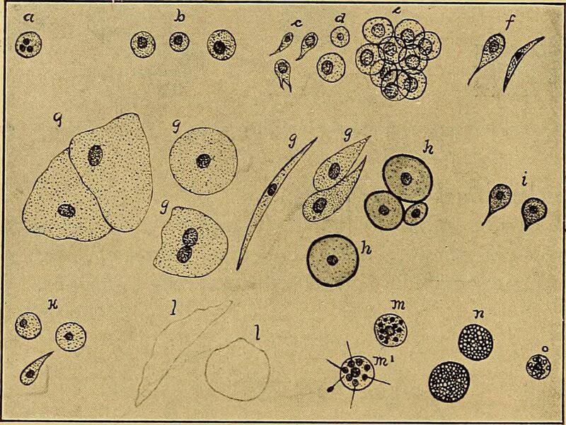 15 Times Scientists Made “Proto-Life” in a Lab