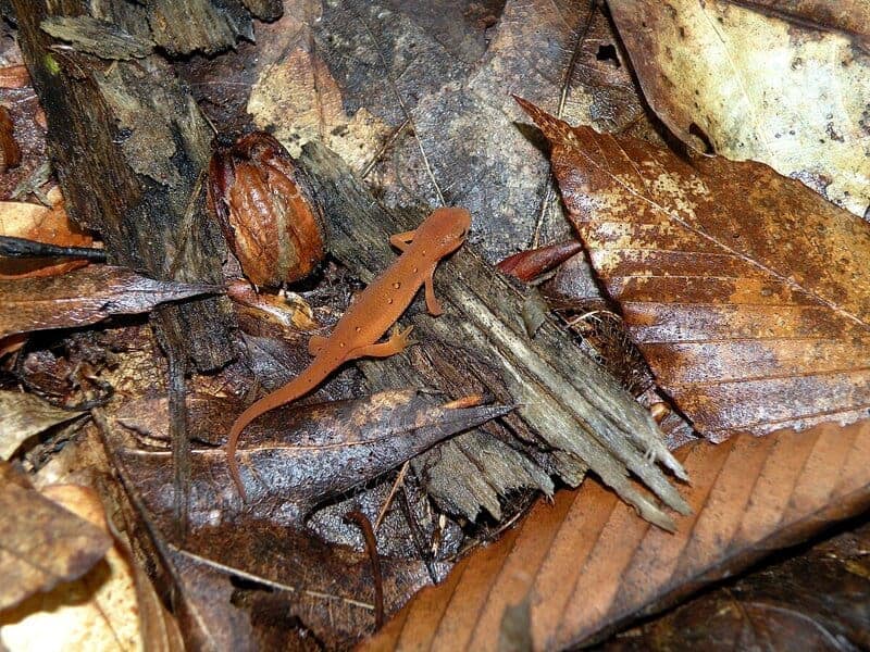 Don’t Touch These: 15 Poisonous Animals Found in Your Backyards