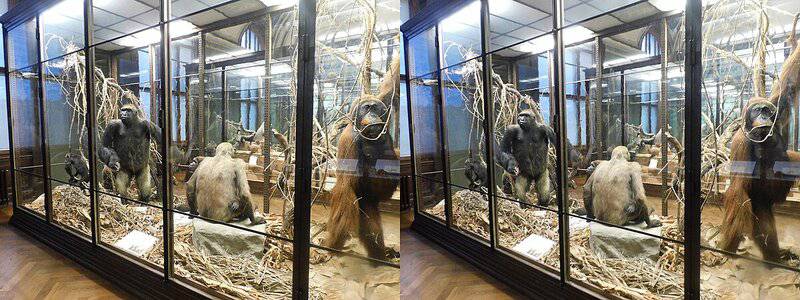 Wild Orangutans Show Communication Complexity Thought to Be Uniquely Human