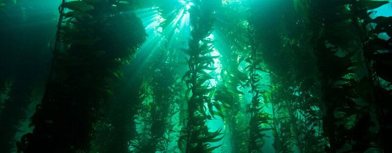 How Seaweed Farming Could Feed the World After Nuclear War