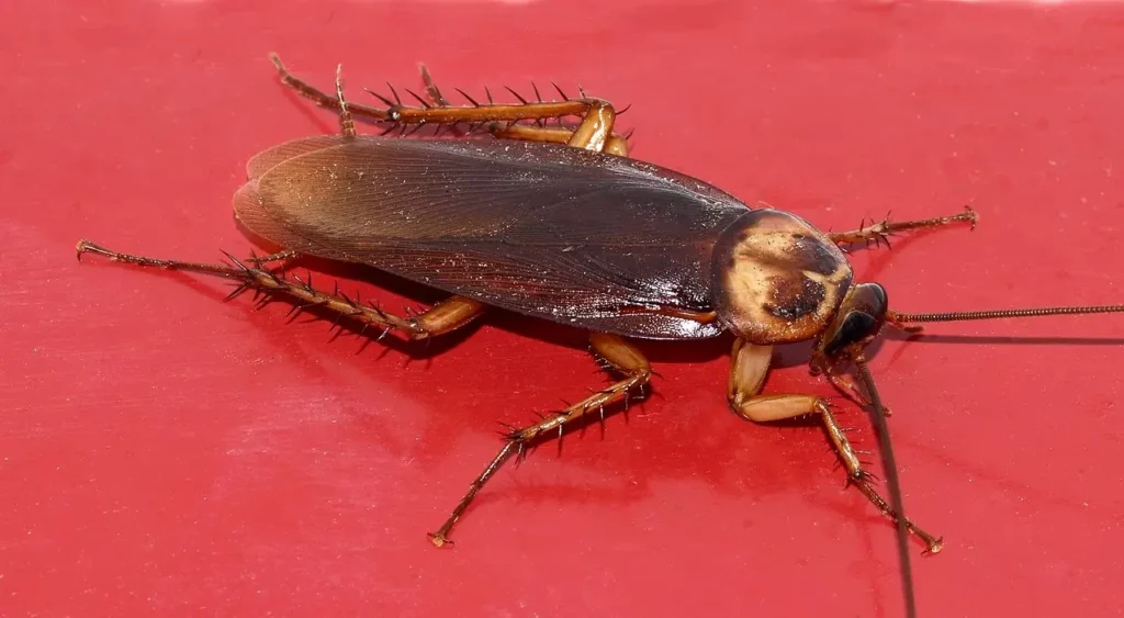 The Great Escape Artists: Animals That Fake Death Better Than Any Actor