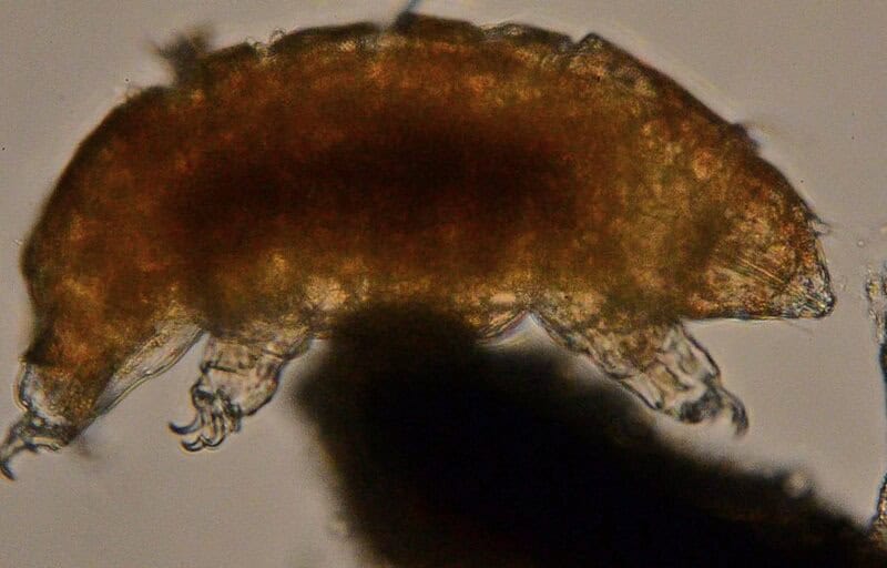 The Animal That Walked Into a Nuclear Reactor and Came Out Stronger