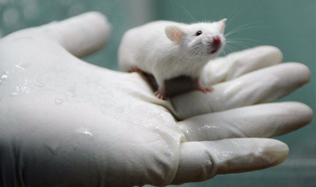 Stanford Team Makes Living Skin Transparent Using Doritos Ingredient