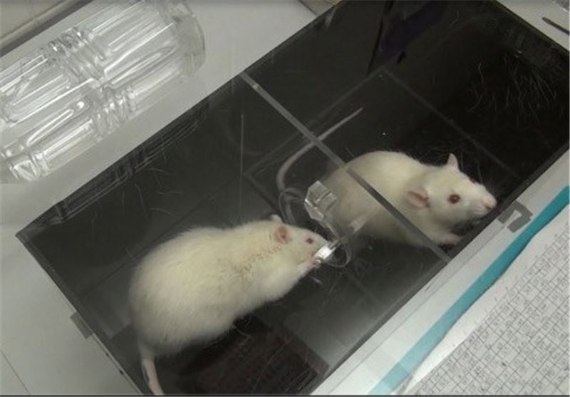 Mice&#8217;s Jaw-Dropping Instinct to Save Buddies from the Brink – Nature&#8217;s Paramedics?