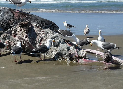 Bone-Eating Worms Have Been Cleaning Ocean Floors for Over 100 Million Years