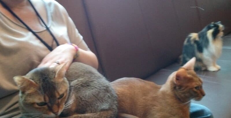 Why Your Cat&#8217;s Purr Is Literally Healing You—The Frequency That Repairs Bones