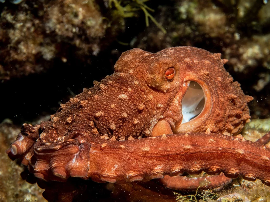 How Octopuses Became the Ocean&#8217;s Smartest Invertebrates — 25 Problem-Solving Abilities