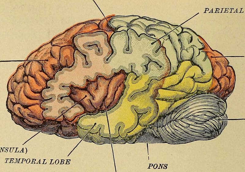 The Free Will Illusion: How Your Brain Tricks You Into Thinking You&#8217;re Making Choices