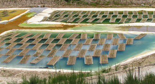 The Plant That Can Literally Eat Metal (And It&#8217;s Growing in Your Backyard)