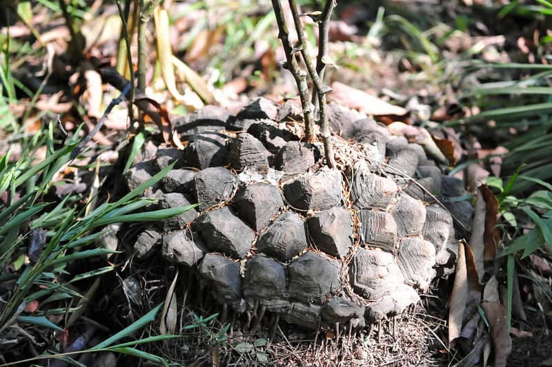 The Shapeshifters: Plants That Become Invisible to Survive