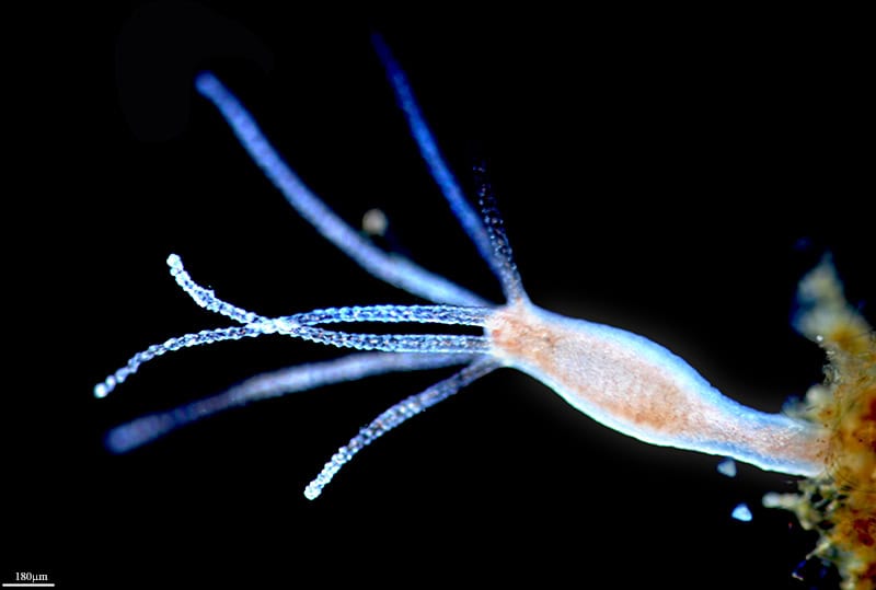 Scientists Discover Immortal Jellyfish That Reverses Aging Process