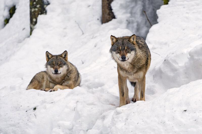 Why Scientists Are Officially Debunking the &#8220;Alpha Wolf&#8221; Theory—And What It Means for Leadership