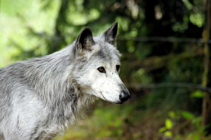 Why Scientists Are Officially Debunking the &#8220;Alpha Wolf&#8221; Theory—And What It Means for Leadership