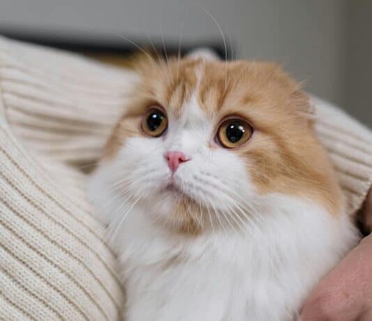 Why Your Cat’s Purr Is Literally Healing You—The Frequency That Repairs Bones