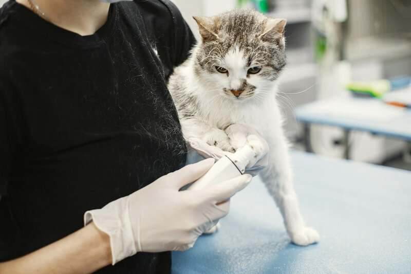 Why Your Cat&#8217;s Purr Is Literally Healing You—The Frequency That Repairs Bones