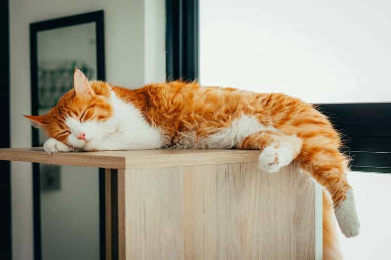 Why Your Cat&#8217;s Purr Is Literally Healing You—The Frequency That Repairs Bones