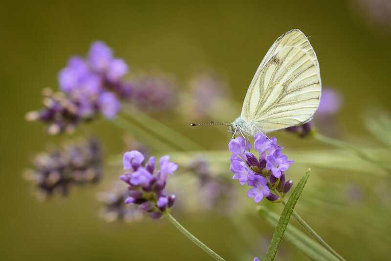 Antarctica Is Growing New Forests—But It&#8217;s Not Good News