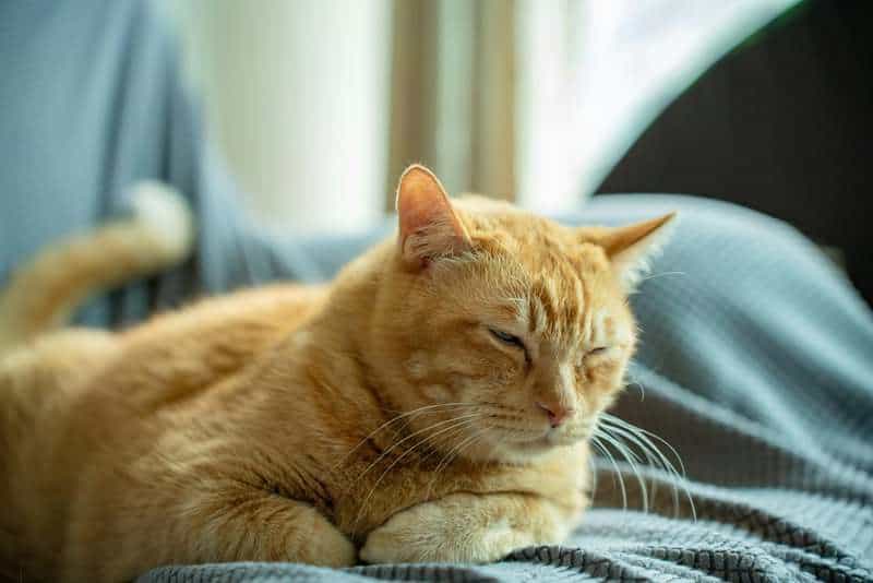 Why Your Cat&#8217;s Purr Is Literally Healing You—The Frequency That Repairs Bones