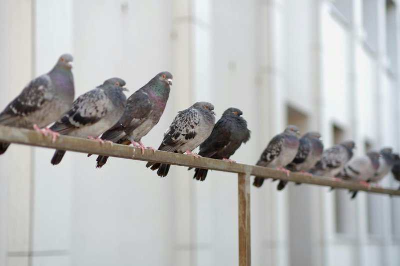 The Darwin Experiments You Never Learned About in School