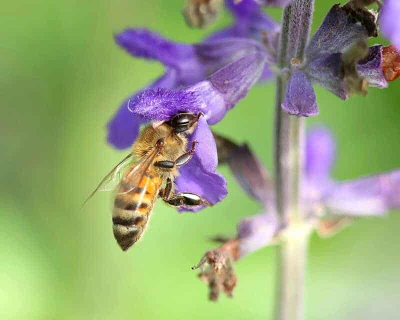 The Darwin Experiments You Never Learned About in School