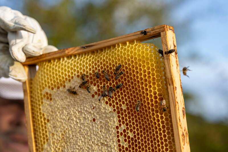 The Darwin Experiments You Never Learned About in School