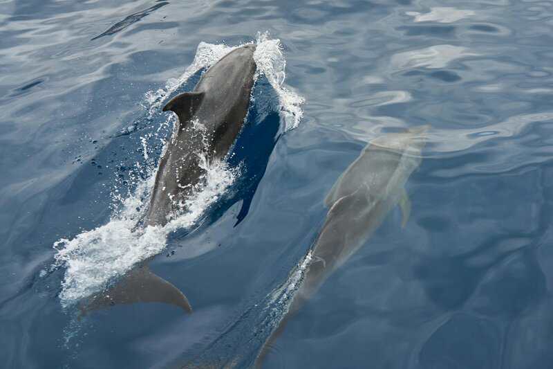 Scientists Who Taught Dolphins to Speak English (and It Got Really Weird)