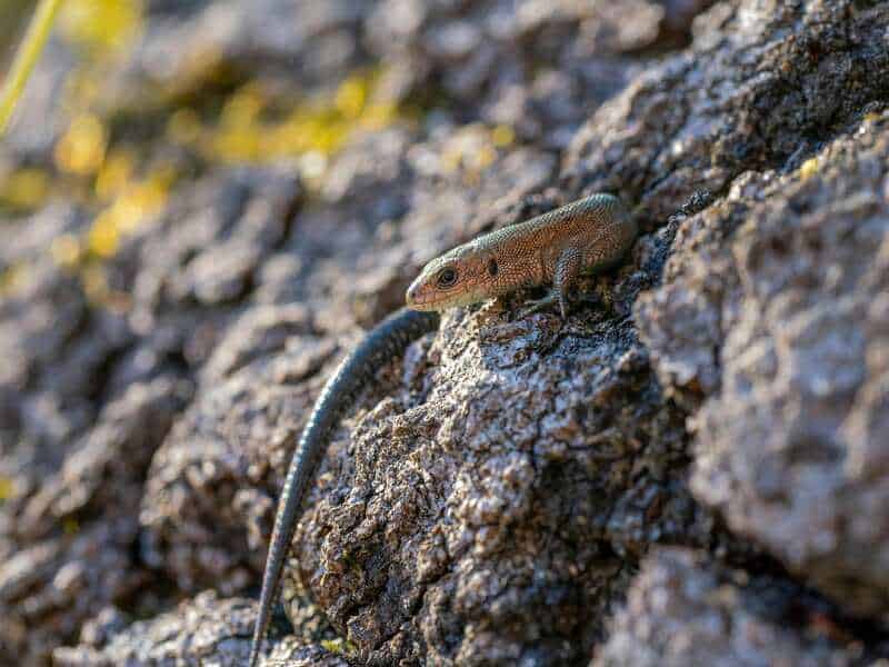 The Darwin Experiments You Never Learned About in School