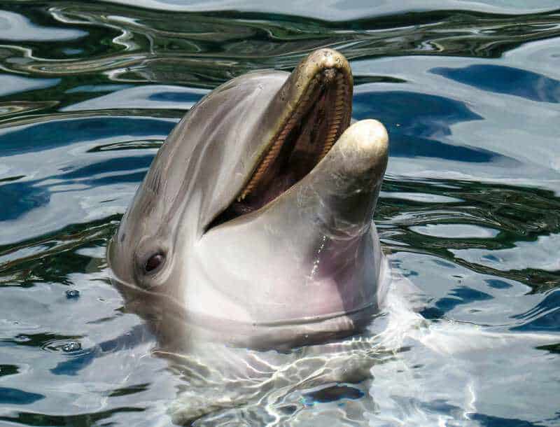 Scientists Who Taught Dolphins to Speak English (and It Got Really Weird)