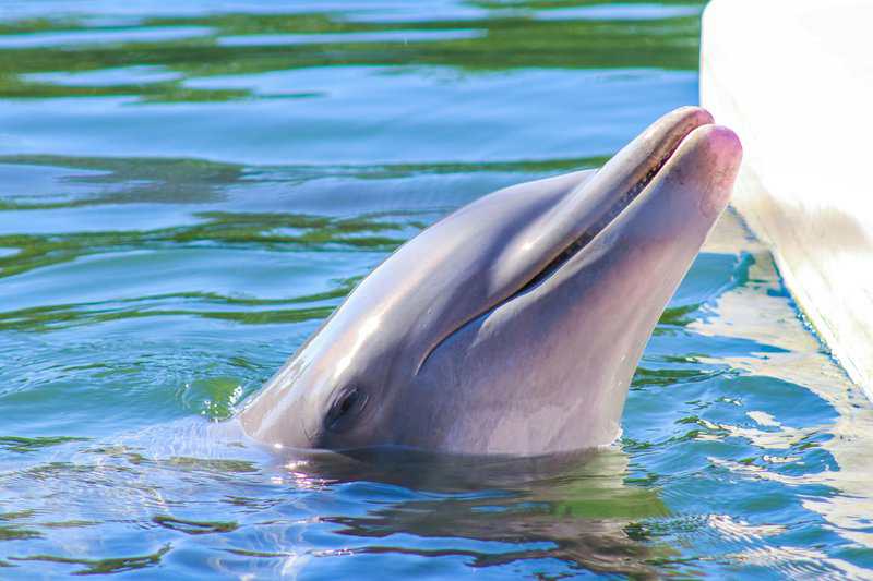 Scientists Who Taught Dolphins to Speak English (and It Got Really Weird)