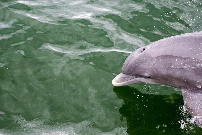 Scientists Who Taught Dolphins to Speak English (and It Got Really Weird)