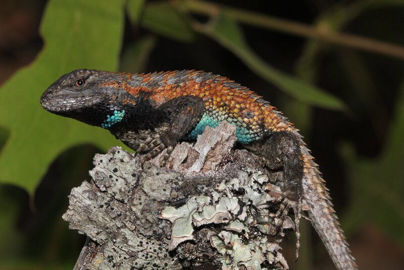 The Great Escape Artists: Animals That Fake Death Better Than Any Actor