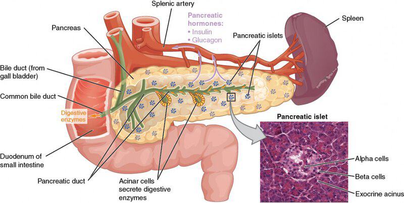 How Long Do Human Cells Actually Live? Your Body Replaces Itself Constantly