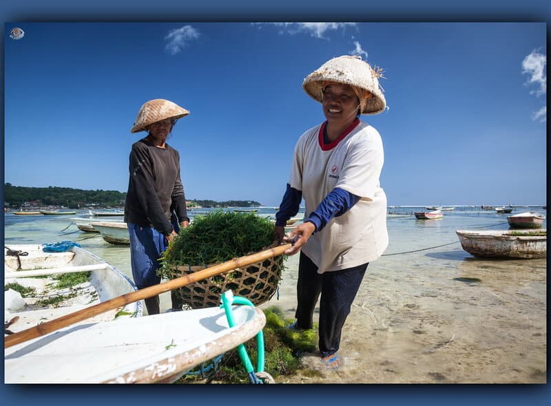 How Seaweed Farming Could Feed the World After Nuclear War